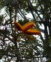 A tree flower